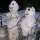 11 Hilarious Drunken Snowmen